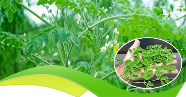 Here are Some of the Important Benefits of Malunggay That You Probably Didn’t Know